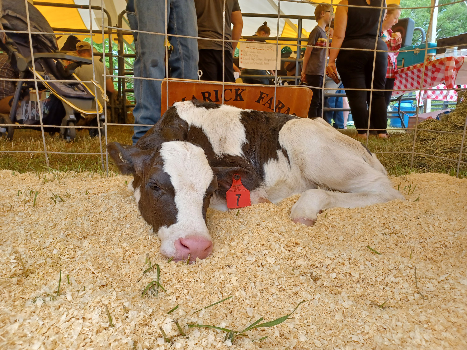 A three-day-old calf at the 2022 Meredith Dairy Fest.